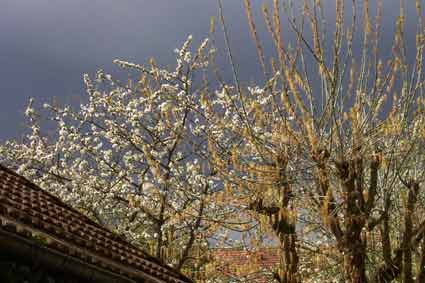 Cerisier et érable en fleurs