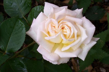 Rose blanche à coeur double