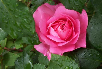 Rose rose